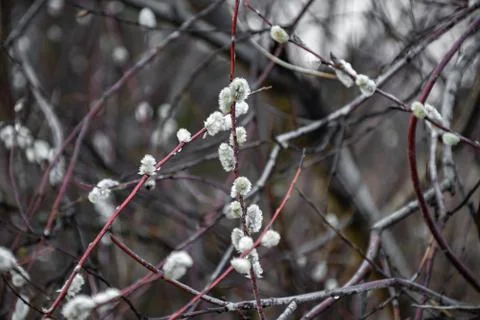 Willow buds in spring in march in the open air. Stock Photos