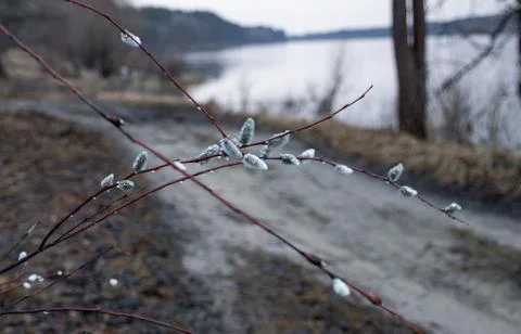Willow buds in spring in march in the open air. Stock Photos