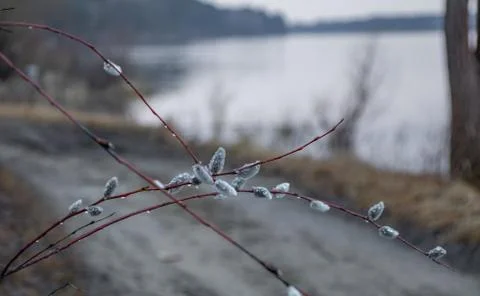 Willow buds in spring in march in the open air. Foto stock