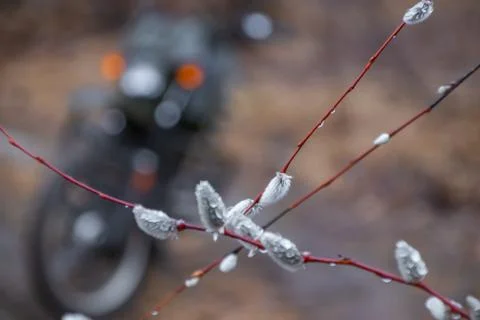 Willow buds in spring in march in the open air. Stock Photos
