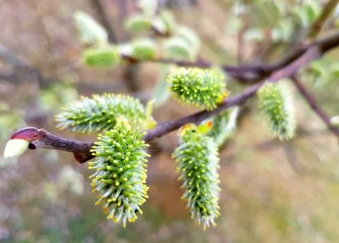 Willow buds in spring Stock Photos