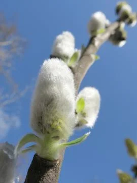Willow Buds in the Sunshine Stock Photos