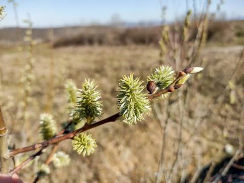 Willow buds in the tree in spring. In Romania 库存照片