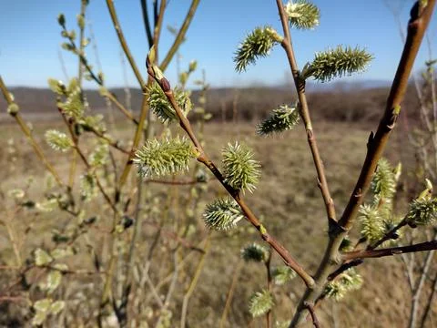Willow buds in the tree in spring. In Romania Stockfoto's