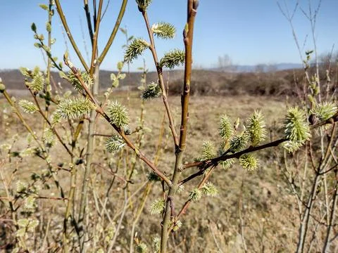 Willow buds in the tree in spring. In Romania Stock Photos