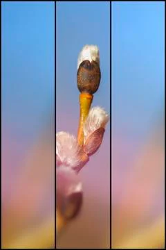 Willow catkin - 3 divider Stock Photos