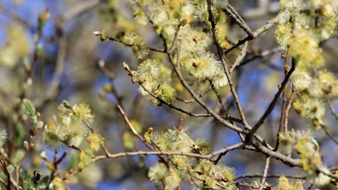 Willow catkin branch blooming , close up  Stock Footage 173598725