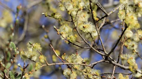 Willow catkin branch blooming , close up  Stock Footage 173598941