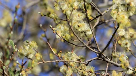 Willow catkin branch blooming , close up  Stock Footage 188501738