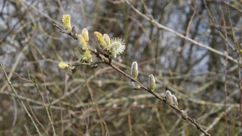 Willow catkin Stock Footage 150126091