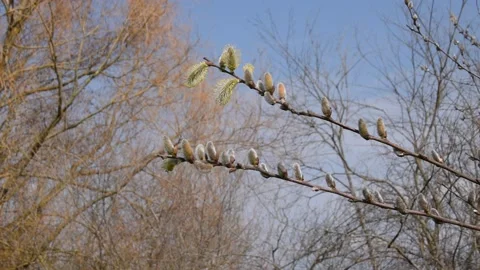 Willow catkin Stock Footage 150126189