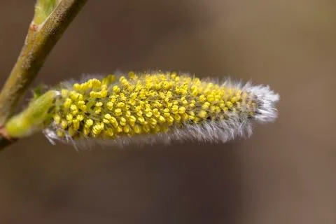 Willow catkin - macro Foto stock