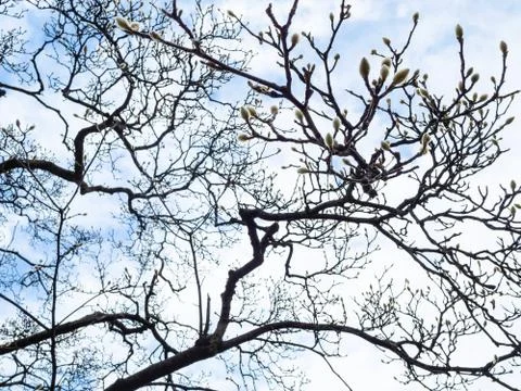 Willow catkins on the branches of a bare tree Stock Photos