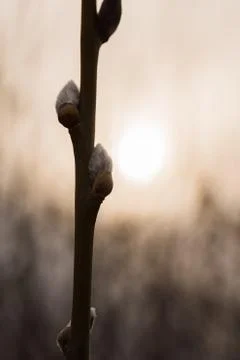 Willow catkins by a colored sky Stock Photos