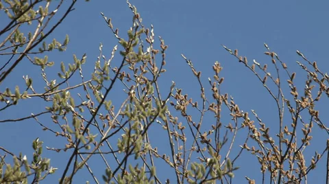Willow catkins in early spring Stock Footage 37546176