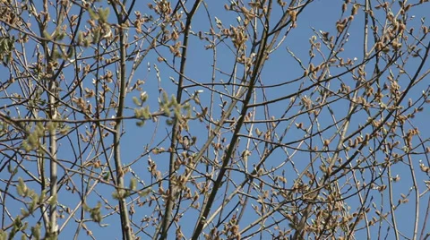 Willow catkins in early spring Stock Footage 37547044