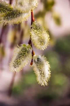 Willow catkins Stock Photos