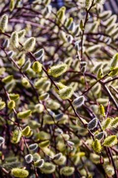 Willow catkins Stock Photos