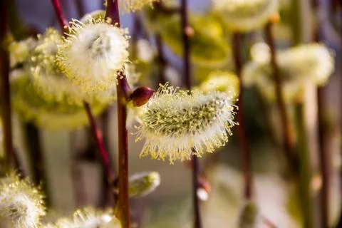 Willow catkins Stock Photos