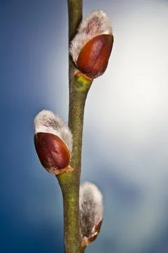 Willow Catkins Stock Photos