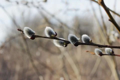 Willow catkins Stock Photos