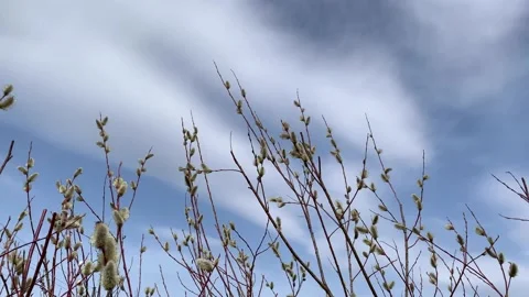 Willow catkins in spring Stock Footage 202765629