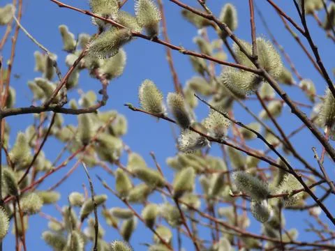 Willow catkins in spring Stock Photos