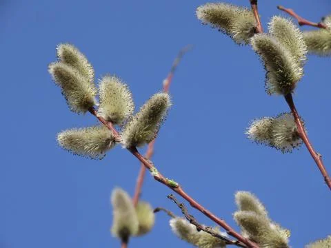 Willow catkins in spring Stock Photos