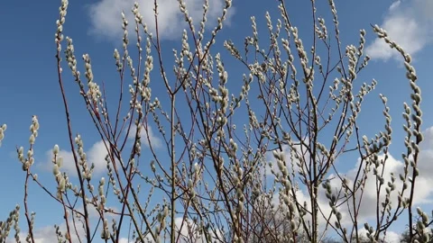 Willow catkins in spring time Stock Footage 330607063
