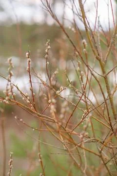Willow catkins in spring. Willow catkins tree Stock Photos