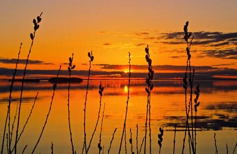 Willow catkins at sunset Stock Photos