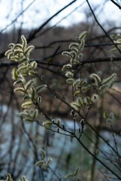 Willow catkins on tree with river in background. Stock Photos