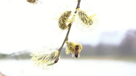 Willow, close-up Stock Footage 11017394