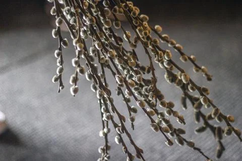 Willow close-up on the grey background Photos