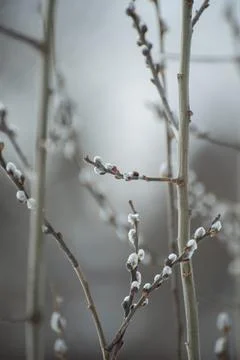 Willow. Cold spring day Stock Photos
