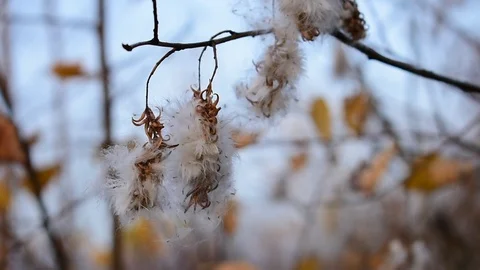 Willow cones against the sky and yellow leaves Stock Footage 118429932