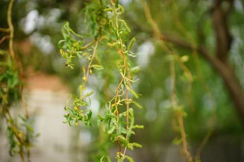 Willow curly tree close-up branches with green leaves in summer day 스톡 사진