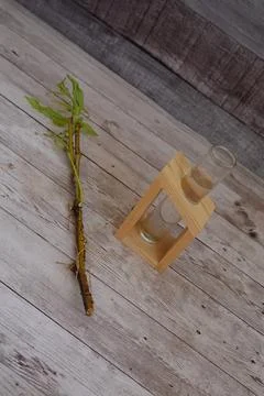 Willow cutting with developing roots and water test tube Stock Photos