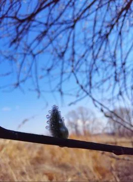 Willow with dew drops Stock-Fotos