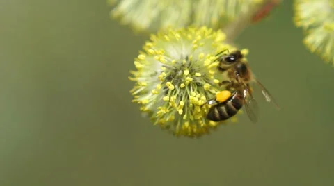 Willow in early spring Stock Footage 61965231