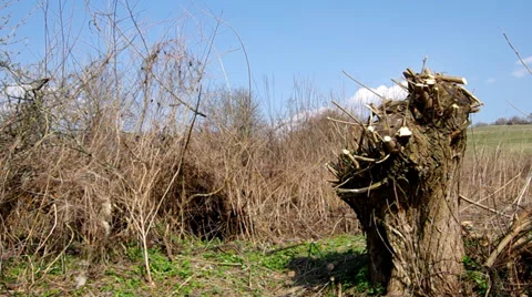 Willow at the edge of the brook Stock Footage 36538531