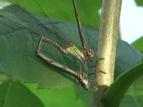WILLOW EMERALD DAMSELFLY Video stock 95938218