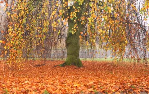Willow in the fall Stock Photos