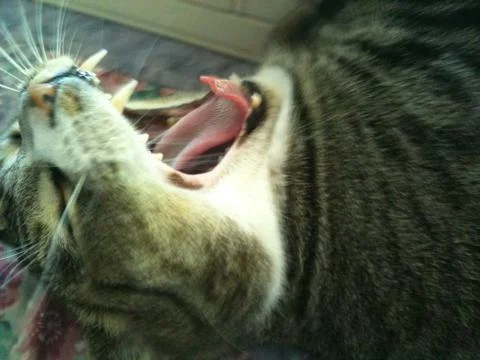 Willow, The ferocious 写真素材