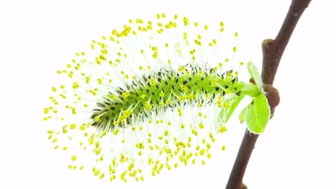 Willow flower blooming timelapse Stock Footage 75553953