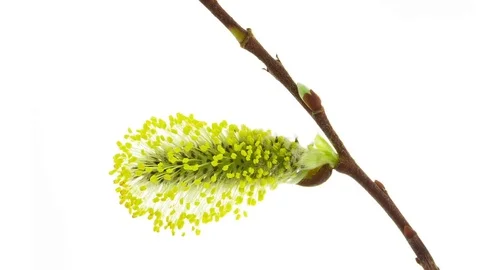 Willow flower blooming timelapse Stock Footage 79439277