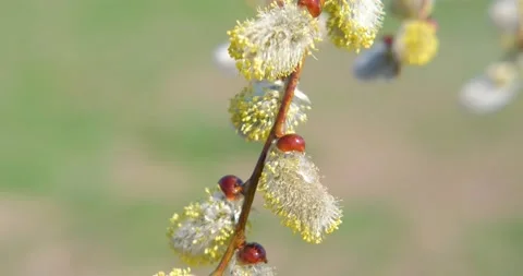 Willow flower close up Stock Footage 160503297