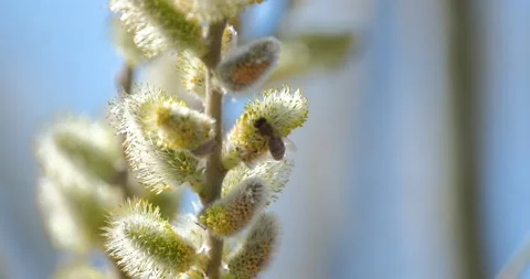 Willow flower close up Stock Footage 160503392