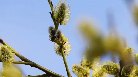 Willow flowers and bees. Stock-Footage 106011622
