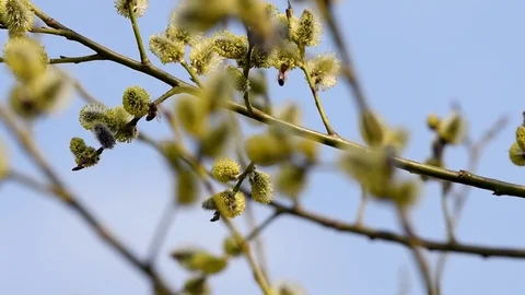 Willow flowers and bees. Stock Footage 106011634